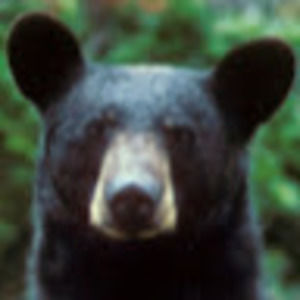 Meet your Posher, Jonny